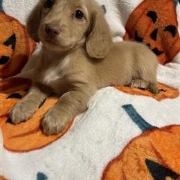 Dachshund Puppies Ready for Forever Homes in Rocky Mount, va