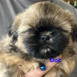 Shih Tzu puppies seeking loving homes in Columbus, in