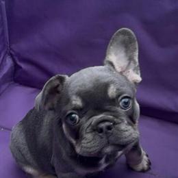 French Bulldog Puppies Ready for Loving Homes in Indianapolis, in