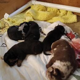 Pocket Bullies for Adoption in Vancouver, wa