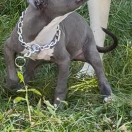 Active Male Puppy for Sale in Harper Woods, mi