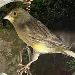 Canary for Adoption - Young and Beautiful in Hollywood, fl