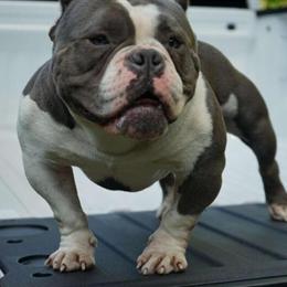 American Bully Stud Available in Jewett City, ct