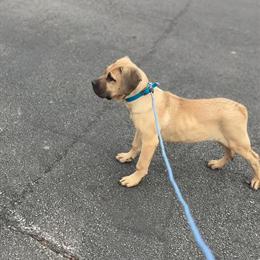 Presa Canario Puppy Available in Chicago, il