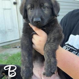 German Shepherd Puppies Available in Avoca, mi