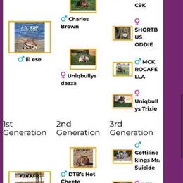 American Bully Open for Stud Services in Cuero, tx