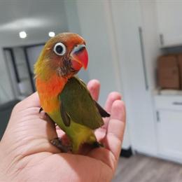 Baby Lovebirds Available for Adoption in Spring Hill, fl