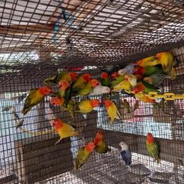 Opaline fisher lovebirds available for sale in Spring Hill, fl