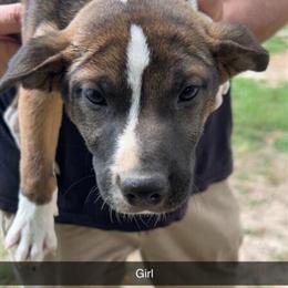 Pitbull Puppies Looking for Loving Homes in Lexington, nc