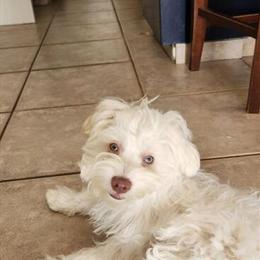 Rare Albino Maltipoo with Blue Eyes for Sale in Fresno, ca
