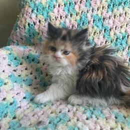 Persian Kittens Available - Black and White Male and Calico Female in Cleveland, oh