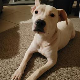 American Bully - All White Female, 5 Months Old in McDonough, ga