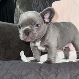 French Bulldog Puppies Available for Adoption in Canton, oh
