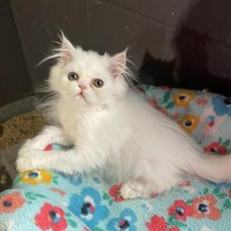Persian Kittens Available - TCA Registered in Erie, pa