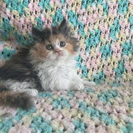 Himalayan Kittens Available - Black and White Boy and Calico Girl in Cleveland, oh