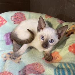 Siamese Kittens for Adoption - TCA Registered in Erie, pa