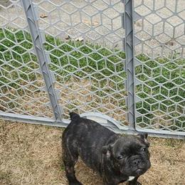 French Bulldog Puppies Available in Erie, pa