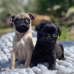 Pug puppies available from litter in Orlando, fl