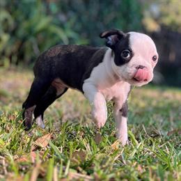 Female Boston Terrier Available in Orlando, fl