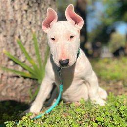 Female Bull Terrier Puppy for Sale in Orlando, fl