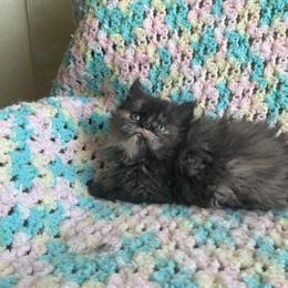 Persian Kittens Available - Black and White Male and Calico Female in Cleveland, oh