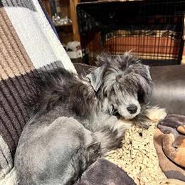 AKC Male Chinese Crested Available in Mount Gilead, oh