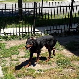 Doberman for Stud Service in Chicago, il