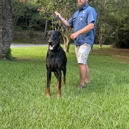 Male AKC Doberman Looking for a Loving Home in Huntsville, al
