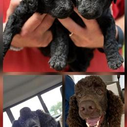 Standard Poodle Puppies Available in Chattanooga, tn