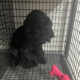 Cocker Spaniel Male for Adoption in Miami, fl