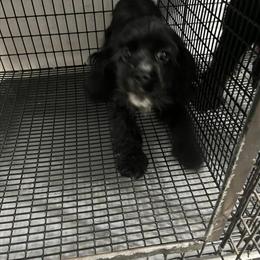 Cocker Spaniel Female for Adoption in Miami, fl