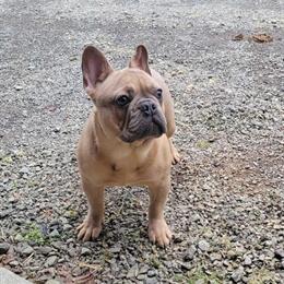 Male French Bulldog Stud for Sale in Olean, ny