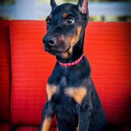 Doberman Puppies from Health Tested Parents with Great Temperament in Croswell, mi