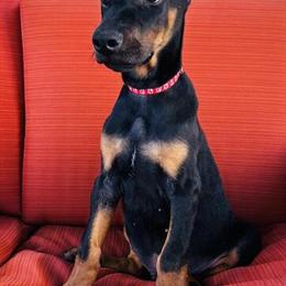 Doberman Pinscher Puppy with Sweet Personality in Croswell, mi