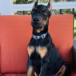 Doberman Pinscher Puppies with Excellent Temperament and Health Tested Parents in Croswell, mi