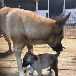 12-Week Malinois Puppies Available - Contact for Inquiries in Columbia, sc