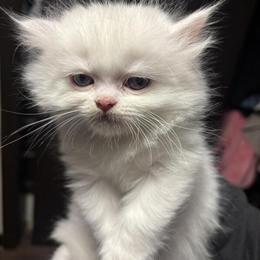 Male Persian Kittens Ready for Halloween in Hamburg, ny