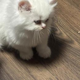 Male White Persian Kitten Ready for Adoption in Hamburg, ny