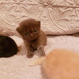 CFA Chocolate Persian Kitten Available for Deposit in Cleveland, oh
