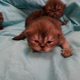 Male Chocolate Persian Kitten Ready After August 10th in Cleveland, oh