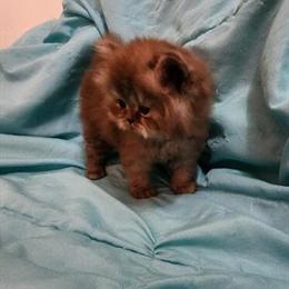 CFA Chocolate Male Persian Kitten Ready After August 10th in Cleveland, oh