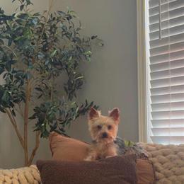 Male 3 Year Old Yorkshire Terrier for Adoption in Detroit, mi