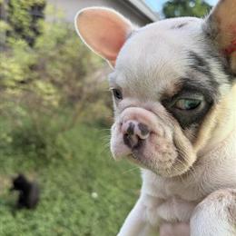 Baby French Bulldogs Available in Chicago, il