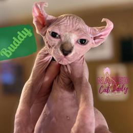 Sphynx Cat Buddy the Elf Ready for a New Home in Oklahoma City, ok