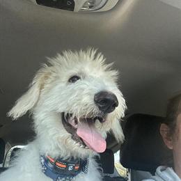 Shepherd Doodle Puppy for Rehoming in Monroe, mi