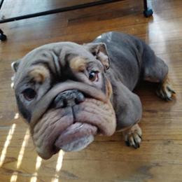 Old English Bulldog and American Pocket Bully Puppies in Ann Arbor, mi