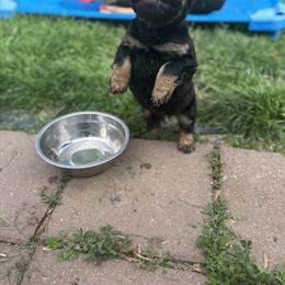 French Bulldogs Ready for Forever Homes in Columbus, oh
