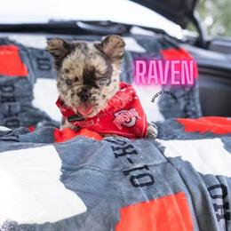 French Bulldog Puppies for Sale in Columbus, oh