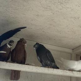 Iraqi and Turkish Pigeons for Sale in Stockton, ca