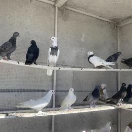 Iraqi Pigeons for Sale in Stockton, ca